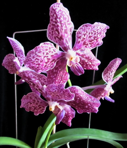 Vanda Kultana Fragrance x Vanda Kultana Ruby