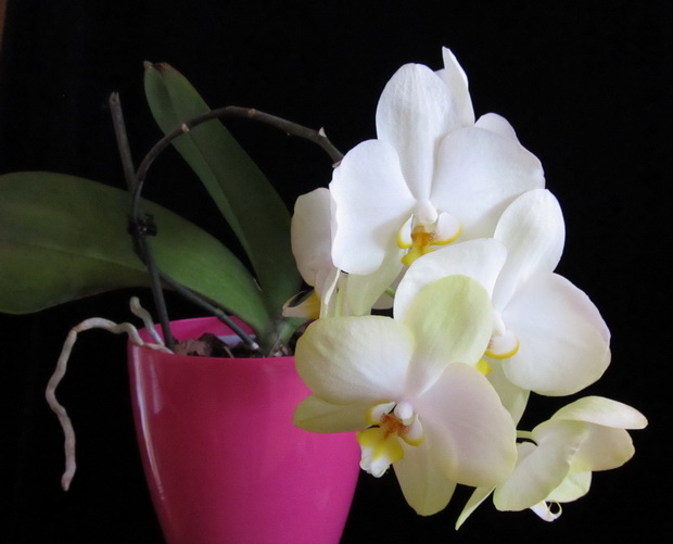 phalaenopsis hibrid. Golden Jaquar
