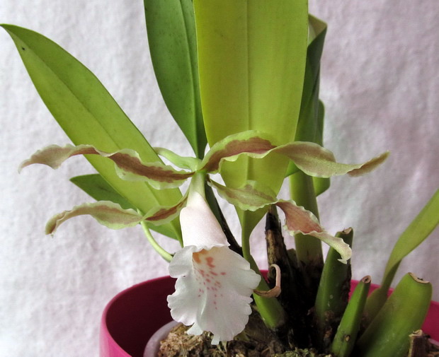 Trichopillia Senne Star