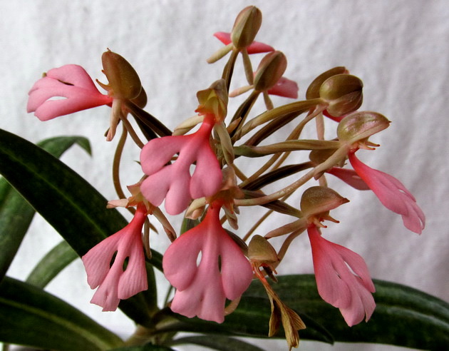 Habenaria rhodocheila 'Pink'