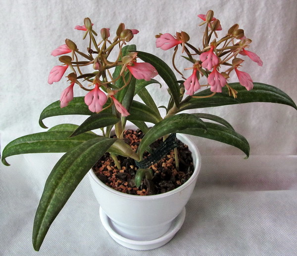 Habenaria rhodocheila 'Pink'