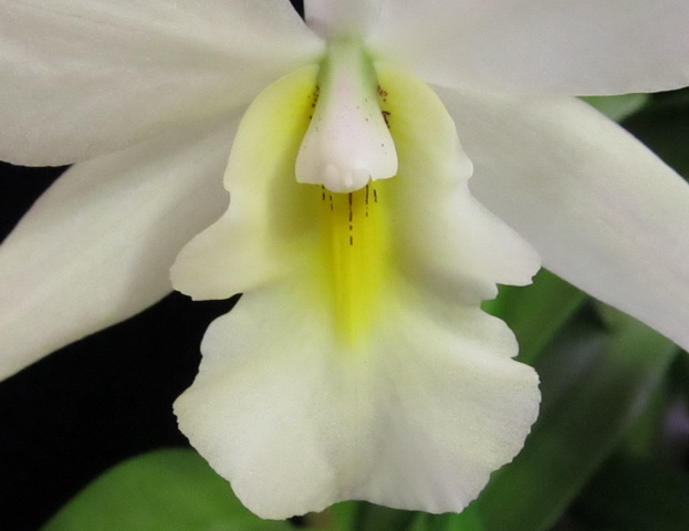 Iwanagara Apple Blossom