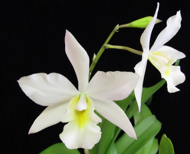 Iwanagara Apple Blossom