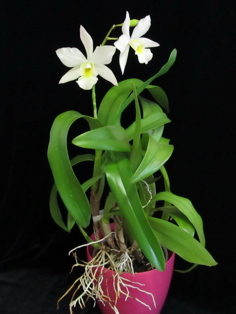 Iwanagara Apple Blossom