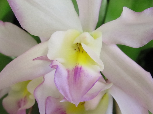 Iwanagara Apple Blossom 'Pink'