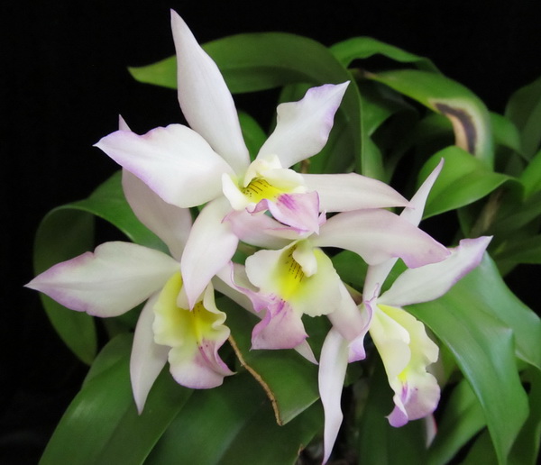 Iwanagara Apple Blossom 'Pink'