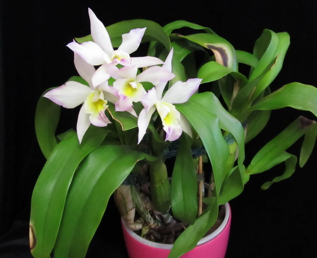 Iwanagara Apple Blossom 'Pink'