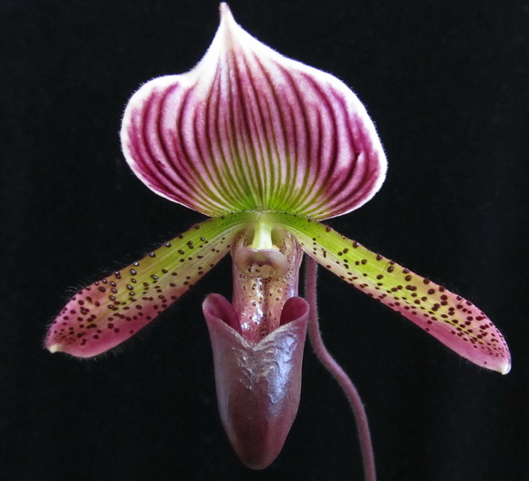 Paphiopedilum hibrid.
