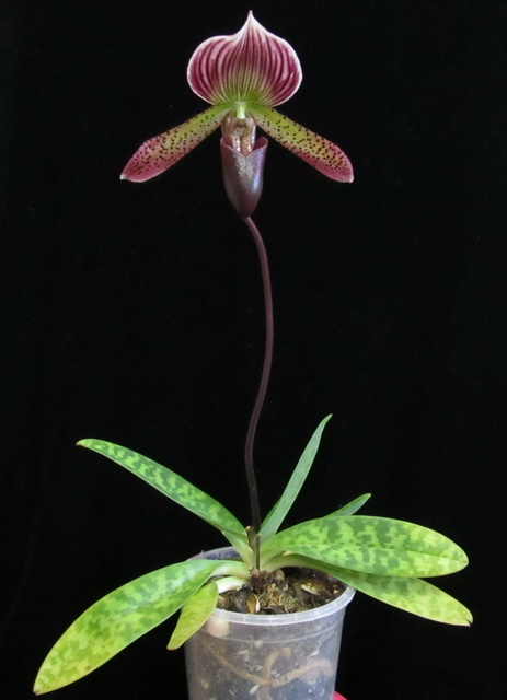 Paphiopedilum hibrid.