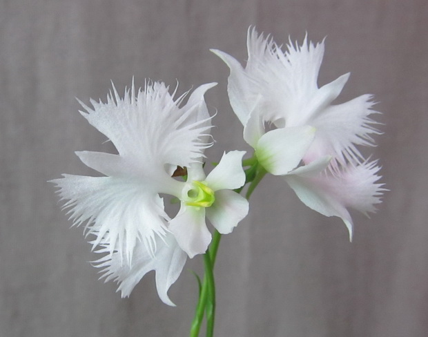 Habenaria radiata 'Hisyo'