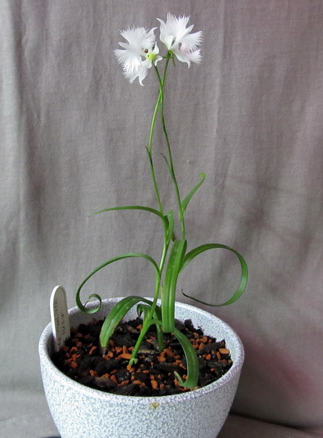 Habenaria radiata 'Hisyo'