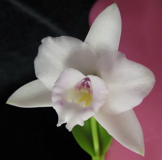 Laelia alaori