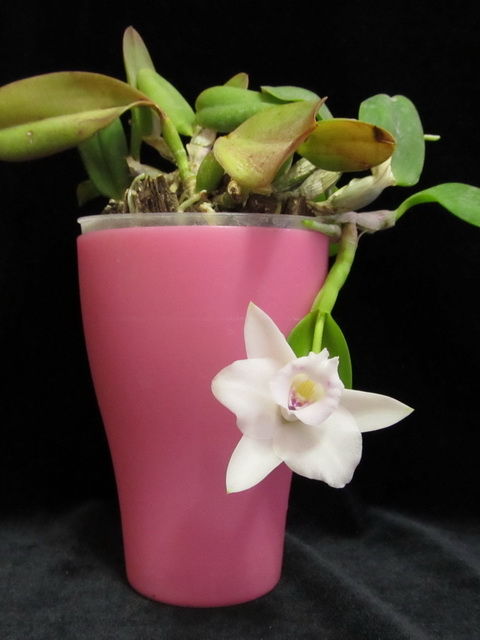 Laelia alaori