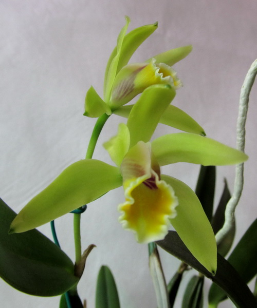 Cattleya luteola