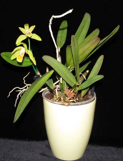 Cattleya luteola