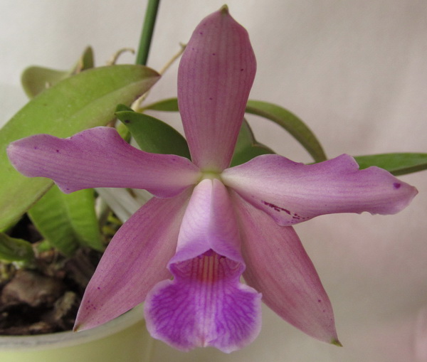 Laelia alaori X Laelia Pecaviensis