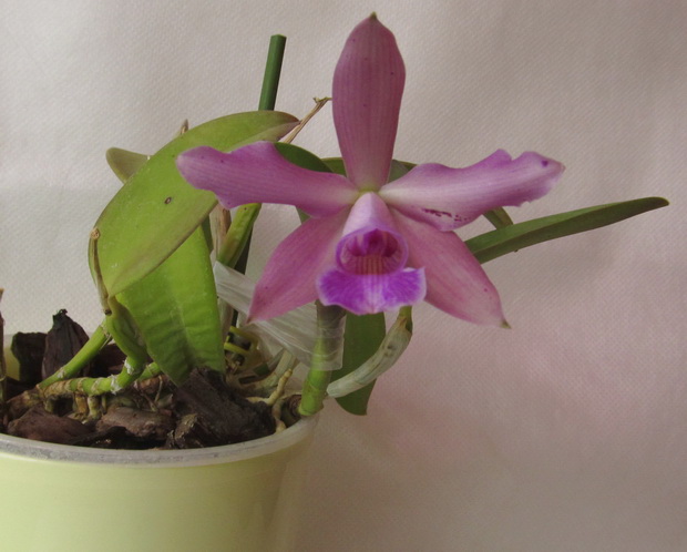 Laelia alaori X Laelia Pecaviensis