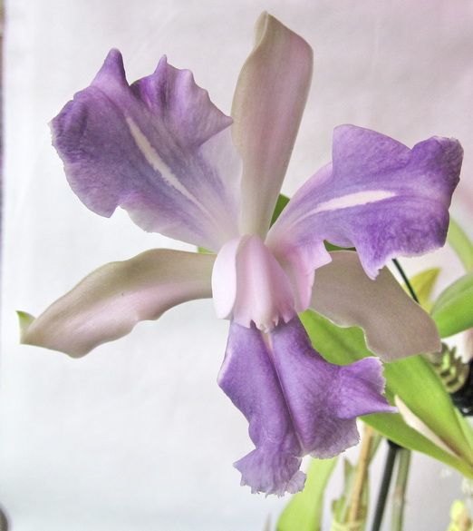 Cattleya Batalinii 'Coerulea'(C. intermedia coerulea x C. bicolor coerulea)