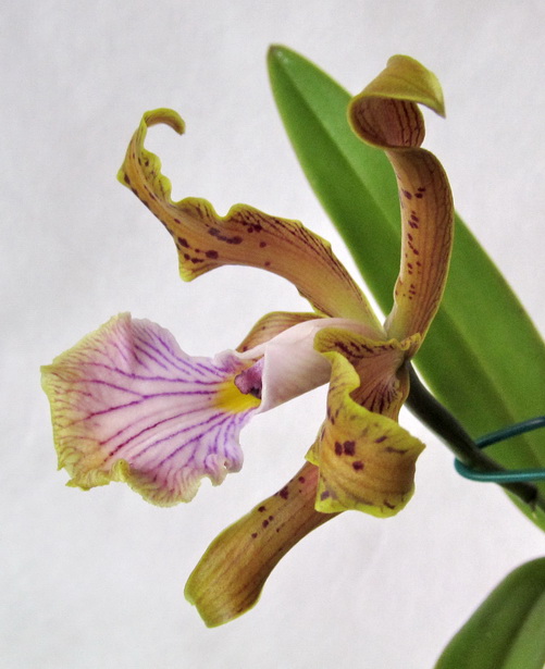 Cattleya velutina 'Floralia'