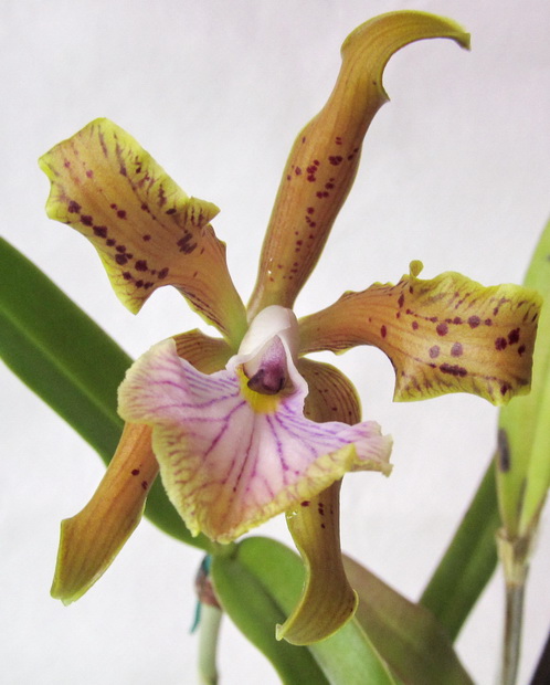 Cattleya velutina 'Floralia'