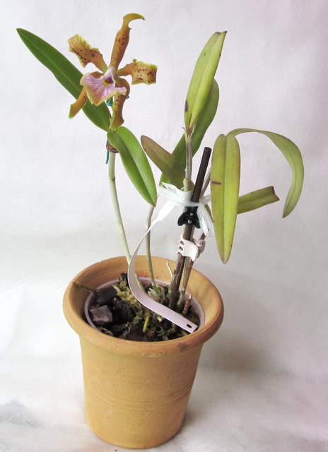 Cattleya velutina 'Floralia'