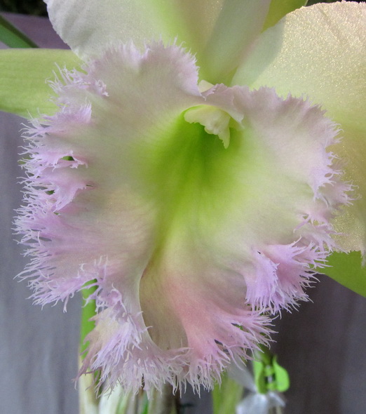 Brassocattleya Golf Green 'Hair Pig'