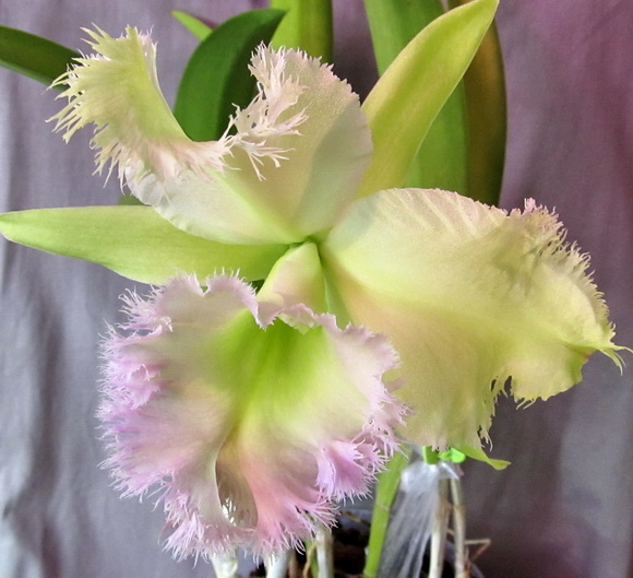 Brassocattleya Golf Green 'Hair Pig'