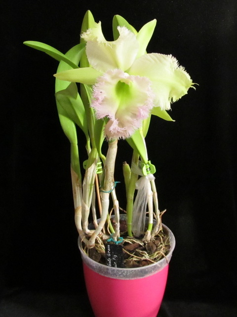 Brassocattleya Golf Green 'Hair Pig'