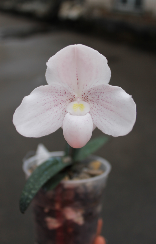Paphiopedilum niveum.jpg