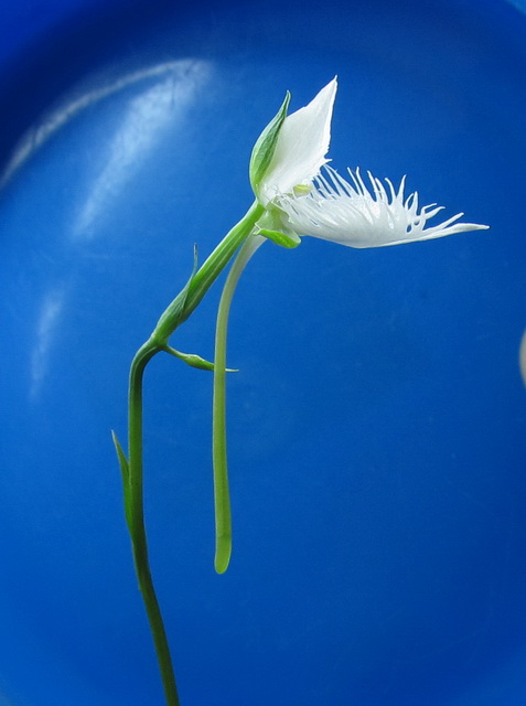Habenaria radiata 'Ginga'-шпорец с нектаром