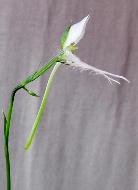 Habenaria radiata 'Ginga'