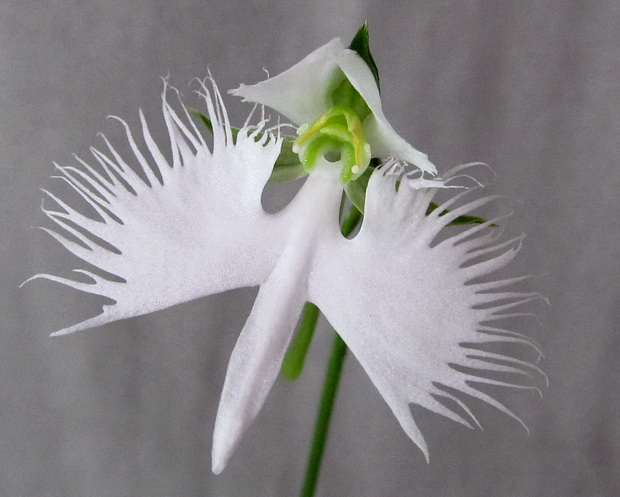 Habenaria radiata 'Ginga'