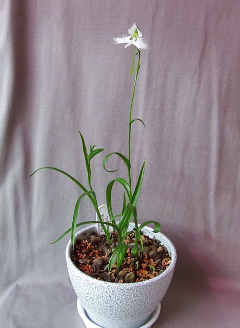 Habenaria radiata 'Ginga'