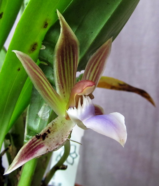 Chaubardia heteroclita