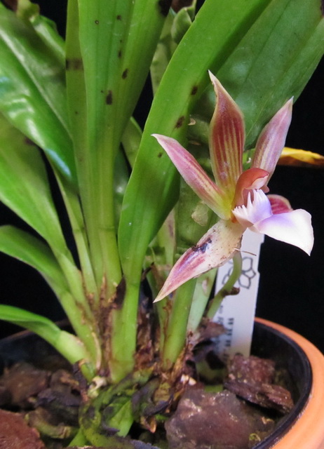 Chaubardia heteroclita