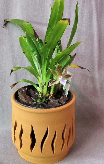 Chaubardia heteroclita