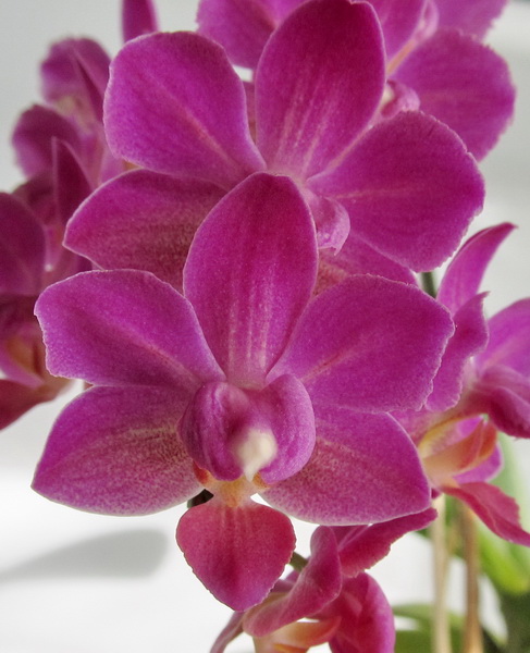 phalaenopsis hibrid. mini