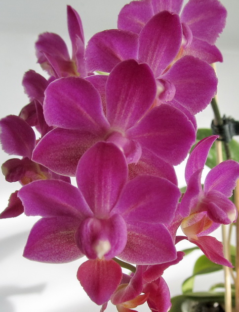 phalaenopsis hibrid. mini