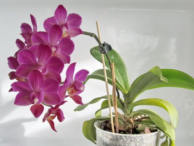 phalaenopsis hibrid. mini
