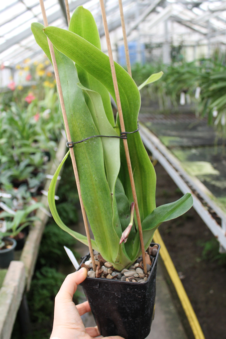 Paphiopedilum In-Charm Lady (Lady Isabel 'In-Charm' x Paphiopedilum moqueateanum 'In-Charm').jpg