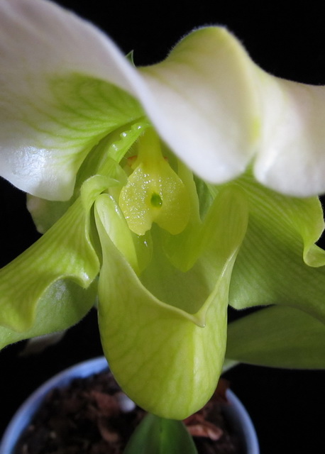 Paphiopedilum complex hybrid (green)