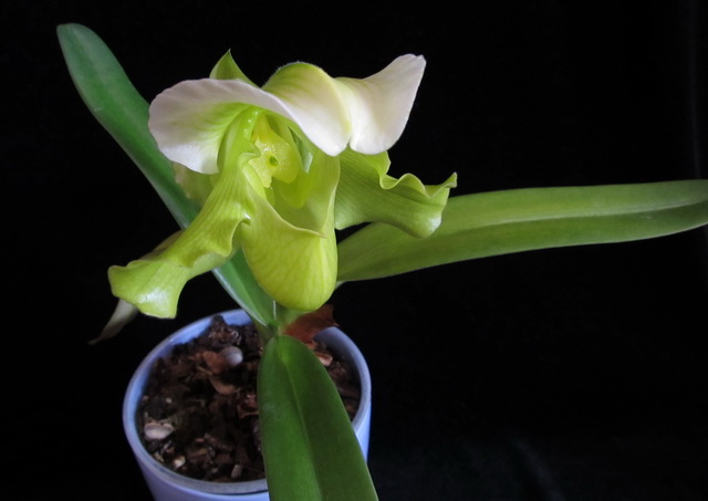 Paphiopedilum complex hybrid (green)