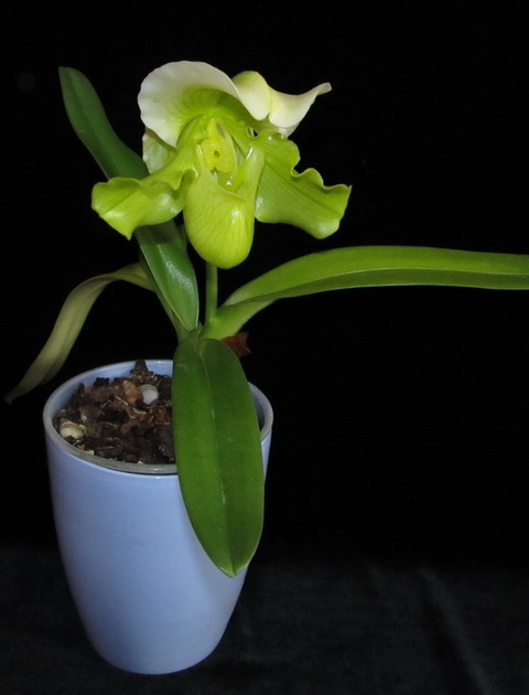 Paphiopedilum complex hybrid (green)