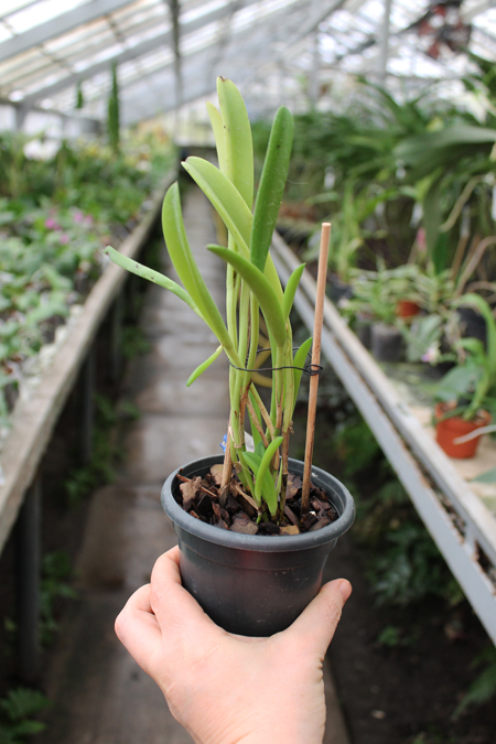 Pleurothallis ochreata.jpg