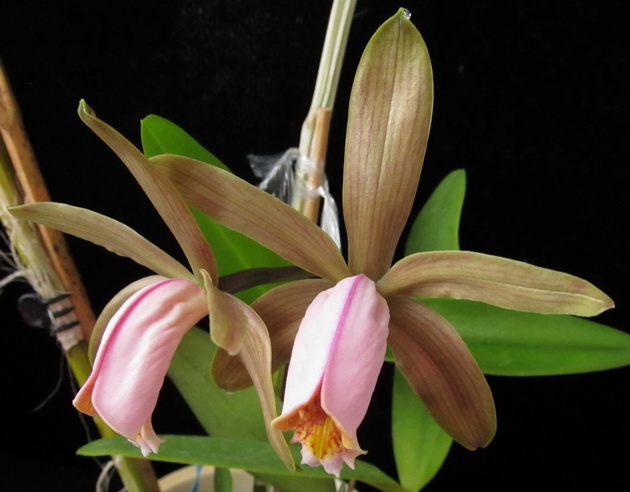 Cattleya forbesii var. aurea