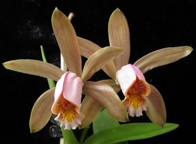 Cattleya forbesii var. aurea