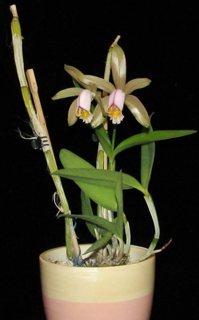 Cattleya forbesii var. aurea