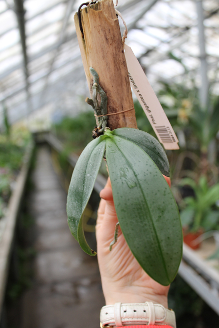 Phalaenopsis gigantea x lindenii.jpg