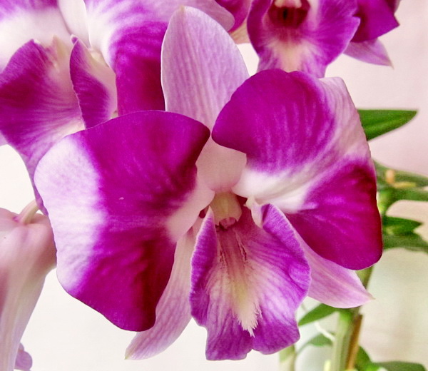 Dendrobium Anucha Flare