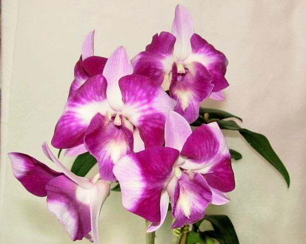 Dendrobium Anucha Flare